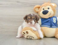 8 week old Mini Aussiedoodle Puppy For Sale - Seaside Pups