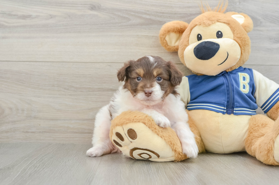 8 week old Mini Aussiedoodle Puppy For Sale - Seaside Pups