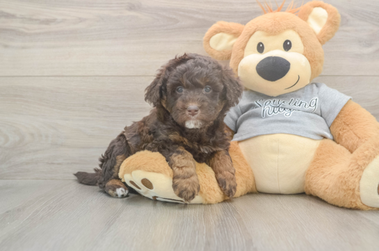 5 week old Mini Aussiedoodle Puppy For Sale - Seaside Pups Small Mini Aussiedoodle Baby