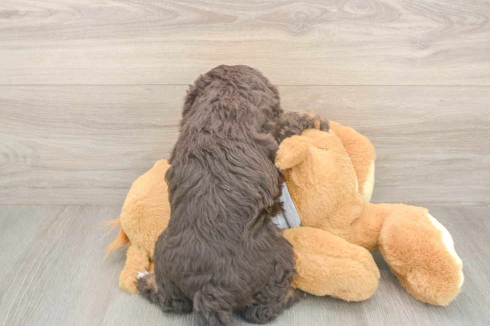 Mini Aussiedoodle Puppy for Adoption