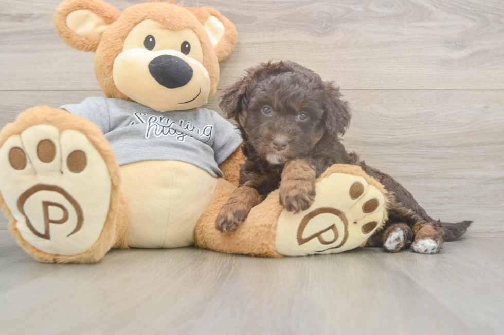 Adorable Mini Australian Shepherd X Poodle Mix Poodle Mix Puppy