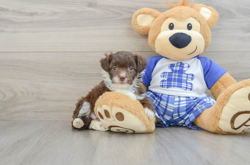 6 week old Mini Aussiedoodle Puppy For Sale - Seaside Pups