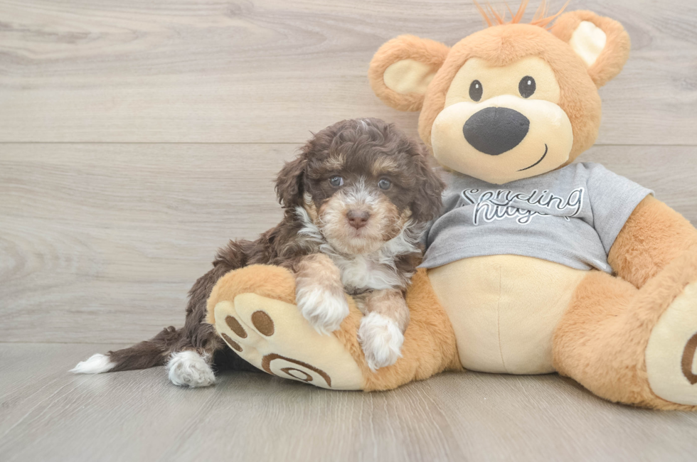 5 week old Mini Aussiedoodle Puppy For Sale - Seaside Pups