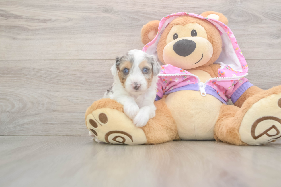 Mini Aussiedoodle Puppy for Adoption