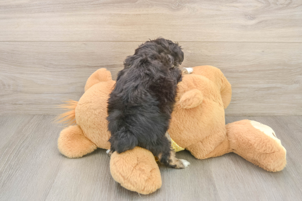 Mini Aussiedoodle Puppy for Adoption