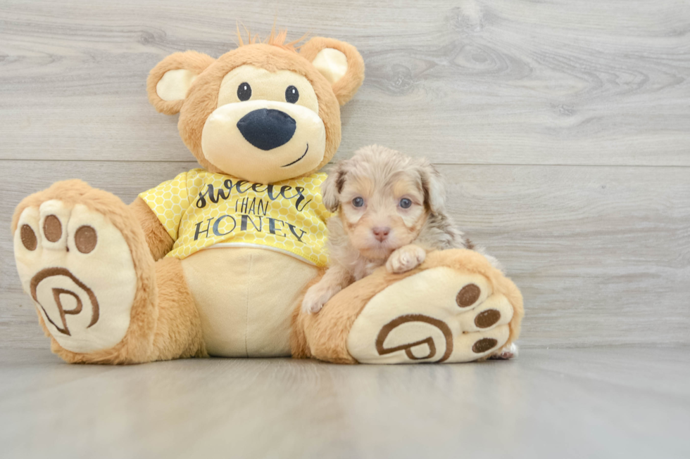 Petite Mini Aussiedoodle Poodle Mix Pup