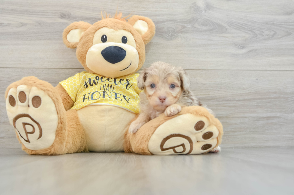 6 week old Mini Aussiedoodle Puppy For Sale - Seaside Pups