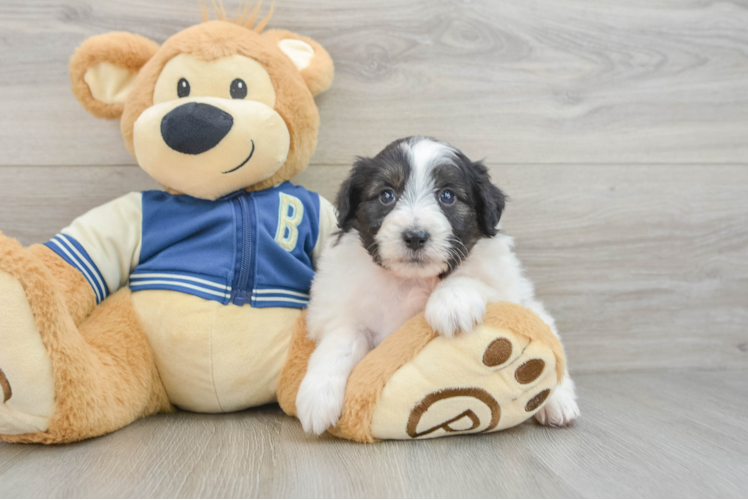 Best Mini Aussiedoodle Baby