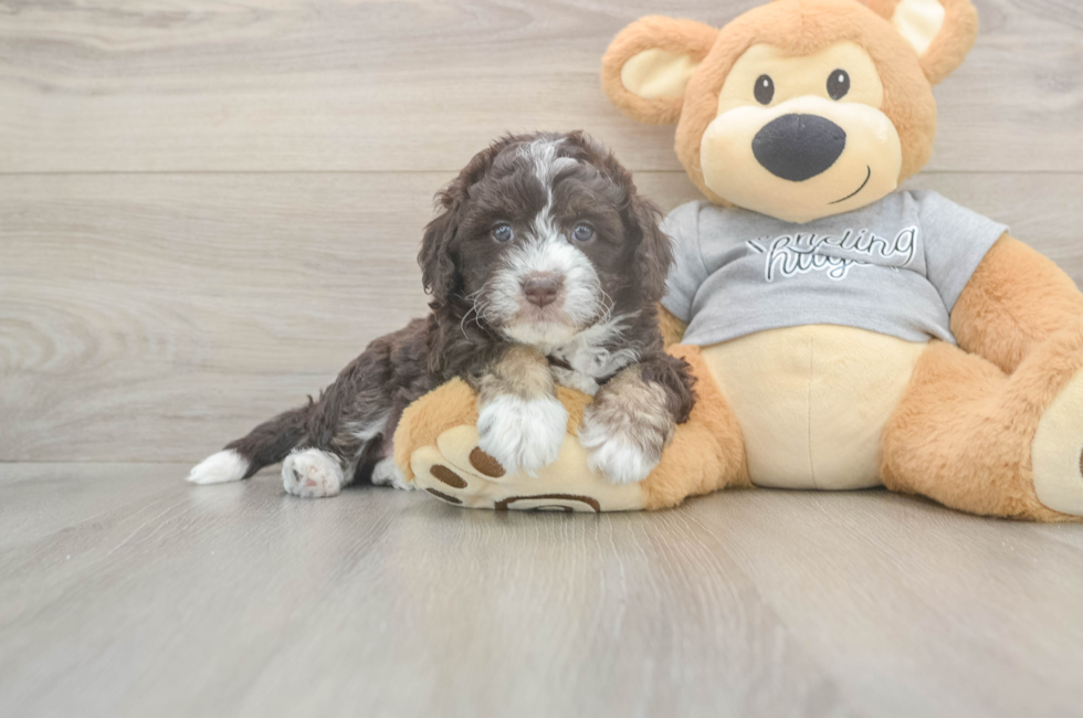 5 week old Mini Aussiedoodle Puppy For Sale - Seaside Pups