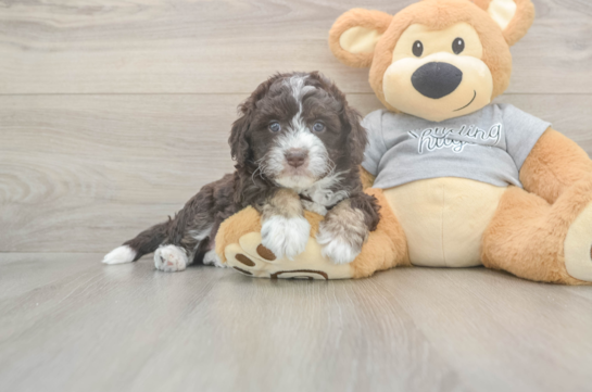 5 week old Mini Aussiedoodle Puppy For Sale - Seaside Pups Funny Mini Aussiedoodle Poodle Mix Pup