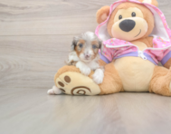 8 week old Mini Aussiedoodle Puppy For Sale - Seaside Pups