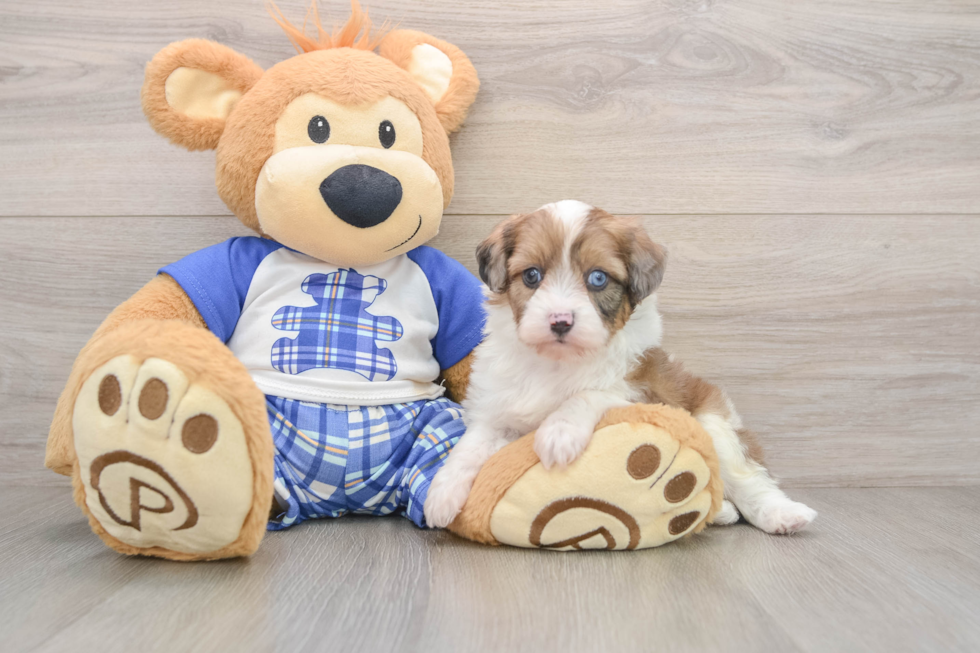 Best Mini Aussiedoodle Baby