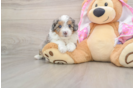 Mini Aussiedoodle Pup Being Cute