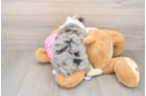 Adorable Mini Australian Shepherd X Poodle Mix Poodle Mix Puppy