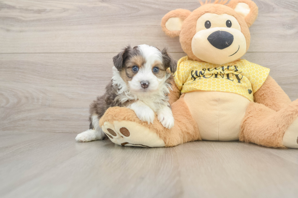 Best Mini Aussiedoodle Baby