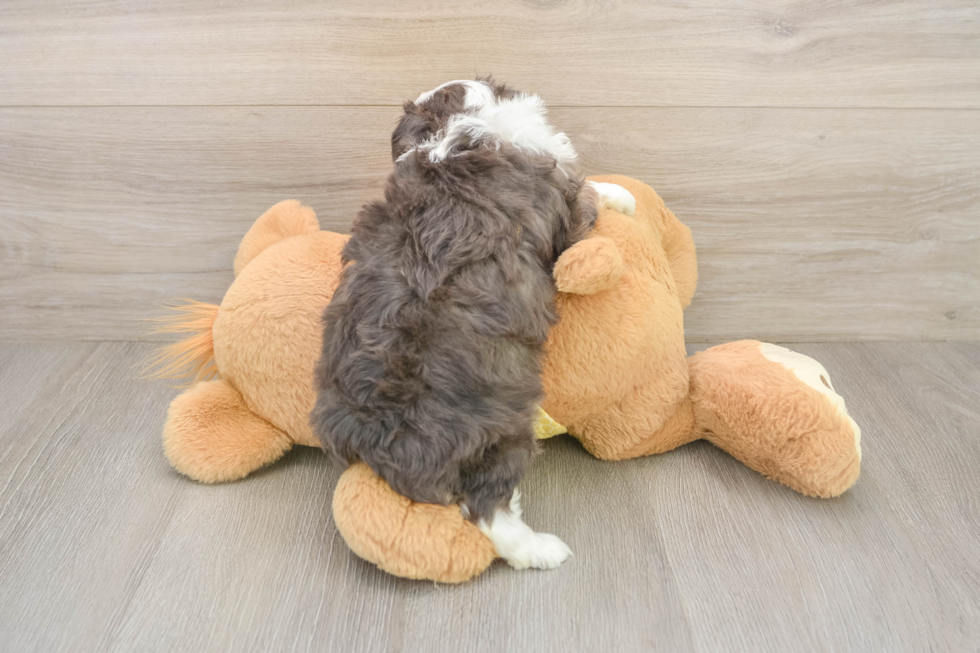 Mini Aussiedoodle Pup Being Cute