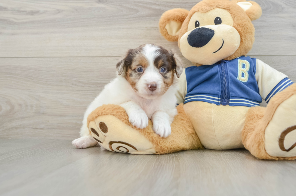 8 week old Mini Aussiedoodle Puppy For Sale - Seaside Pups
