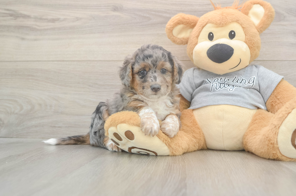 5 week old Mini Aussiedoodle Puppy For Sale - Seaside Pups