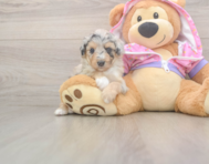 8 week old Mini Aussiedoodle Puppy For Sale - Seaside Pups