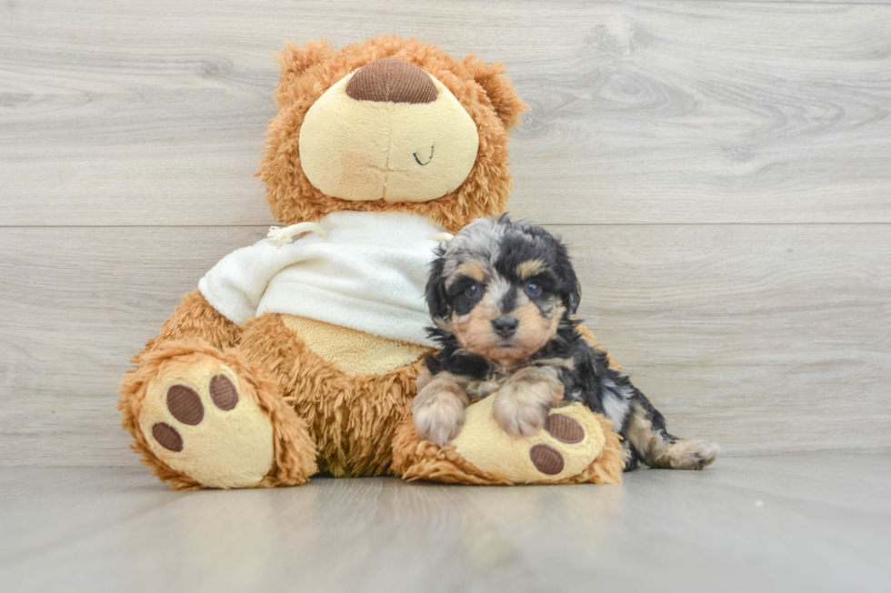 Mini Aussiedoodle Puppy for Adoption