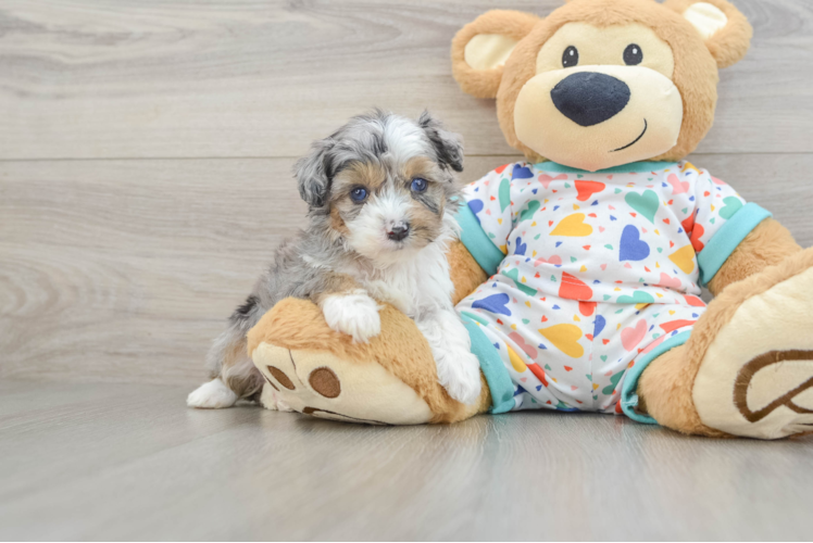 Mini Aussiedoodle Puppy for Adoption