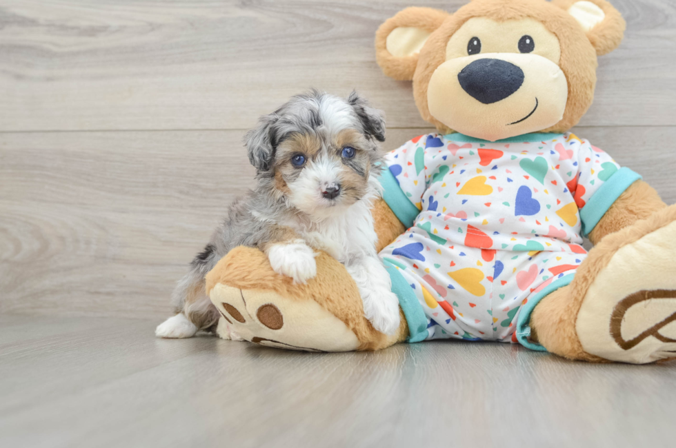 5 week old Mini Aussiedoodle Puppy For Sale - Seaside Pups