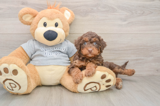 Mini Aussiedoodle Puppy for Adoption