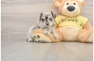 Small Mini Aussiedoodle Baby