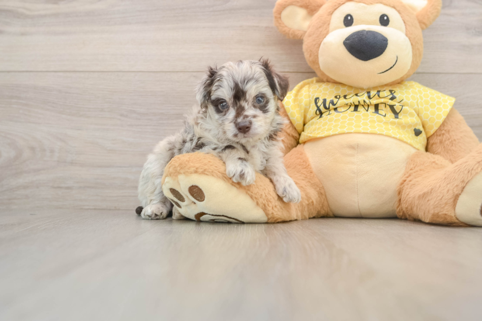 Small Mini Aussiedoodle Baby