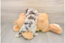Mini Aussiedoodle Puppy for Adoption