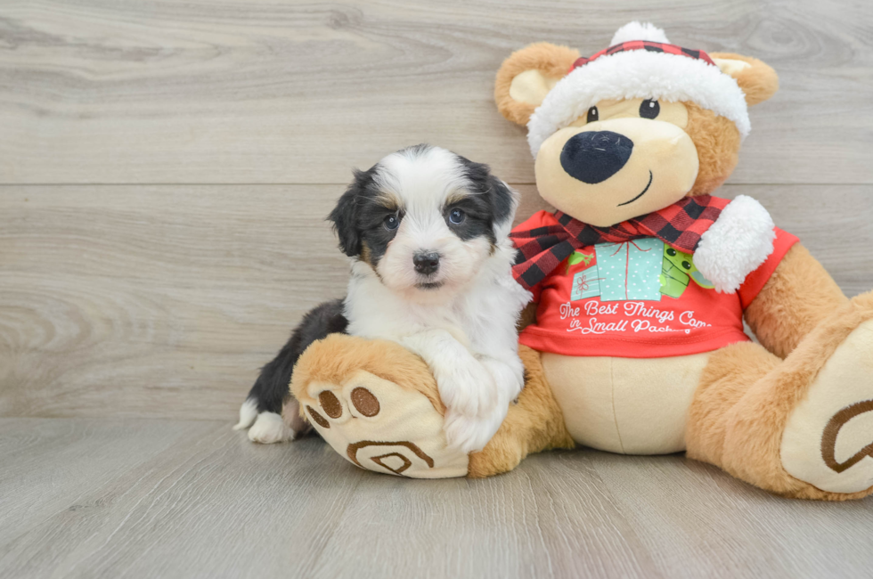 6 week old Mini Aussiedoodle Puppy For Sale - Seaside Pups