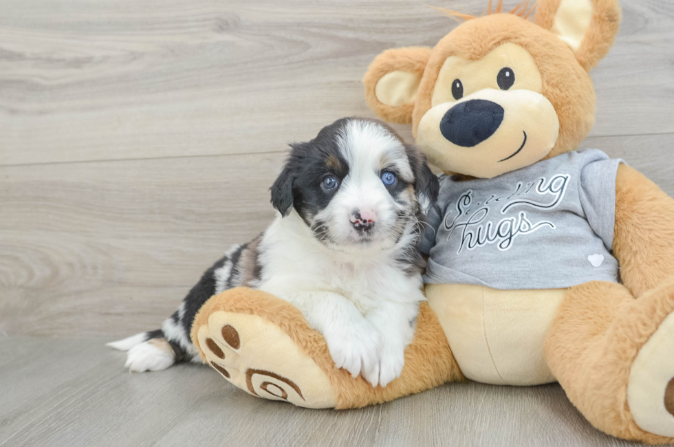 8 week old Mini Aussiedoodle Puppy For Sale - Seaside Pups