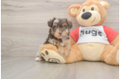 Energetic Aussie Poo Poodle Mix Puppy