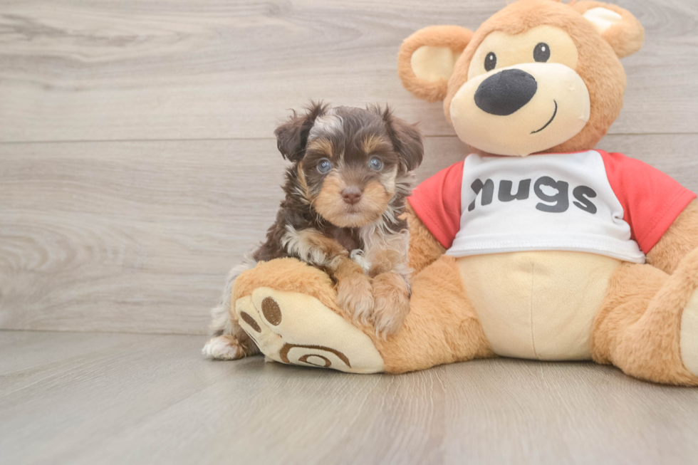 Energetic Aussie Poo Poodle Mix Puppy