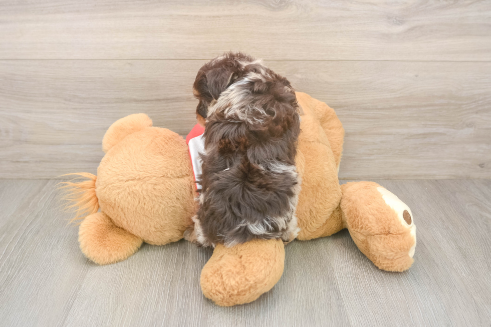Best Mini Aussiedoodle Baby