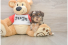 Mini Aussiedoodle Puppy for Adoption