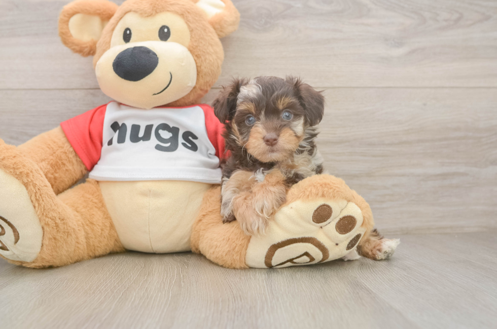 5 week old Mini Aussiedoodle Puppy For Sale - Seaside Pups