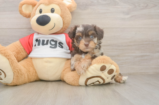 Mini Aussiedoodle Puppy for Adoption
