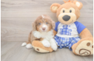 Mini Aussiedoodle Puppy for Adoption