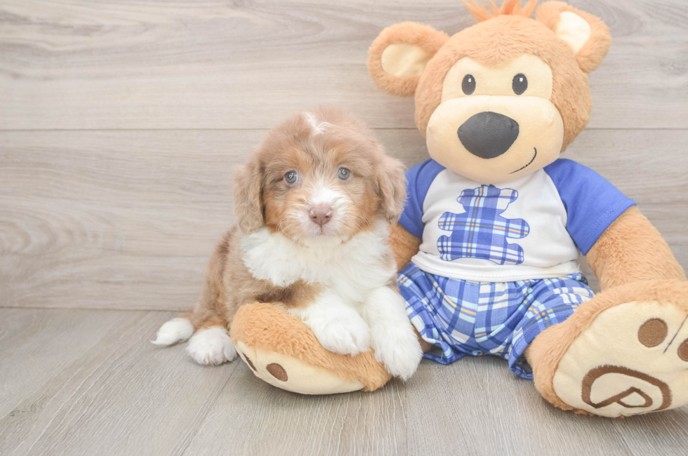 6 week old Mini Aussiedoodle Puppy For Sale - Seaside Pups