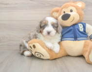 7 week old Mini Aussiedoodle Puppy For Sale - Seaside Pups