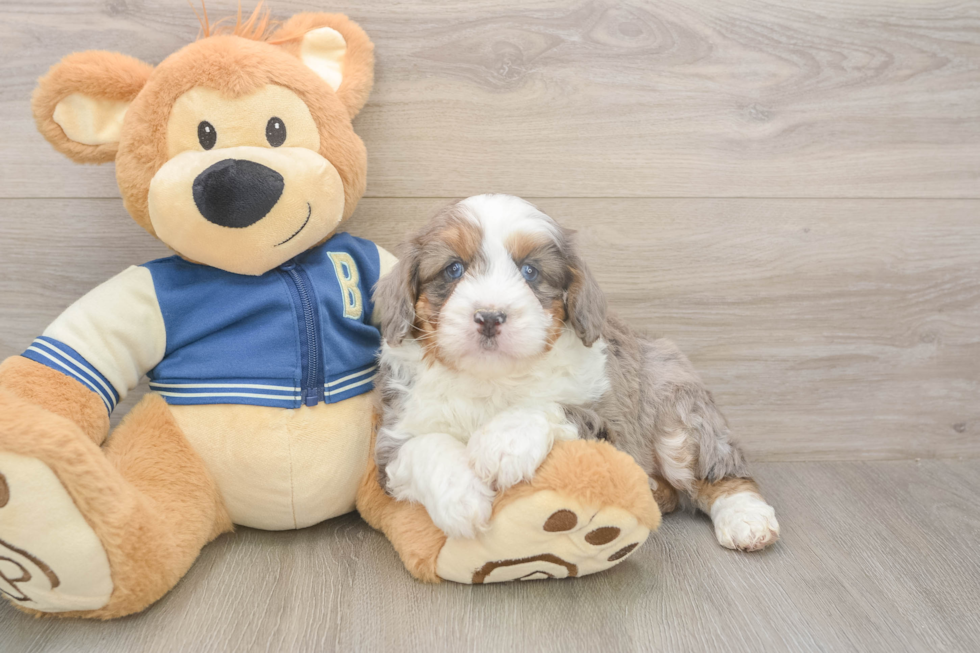 Mini Aussiedoodle Pup Being Cute