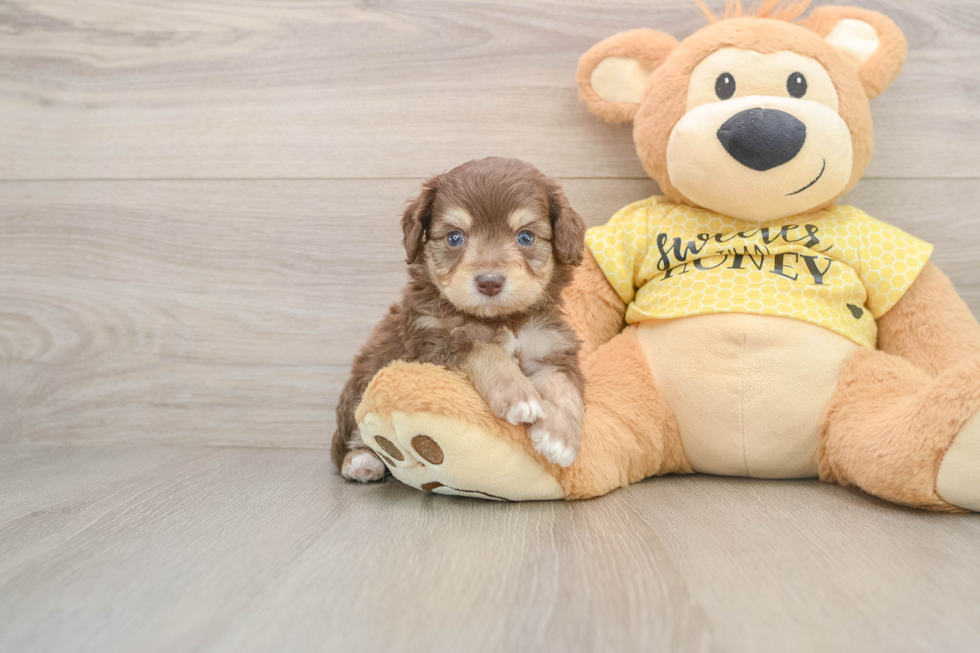 Little Aussiepoo Poodle Mix Puppy