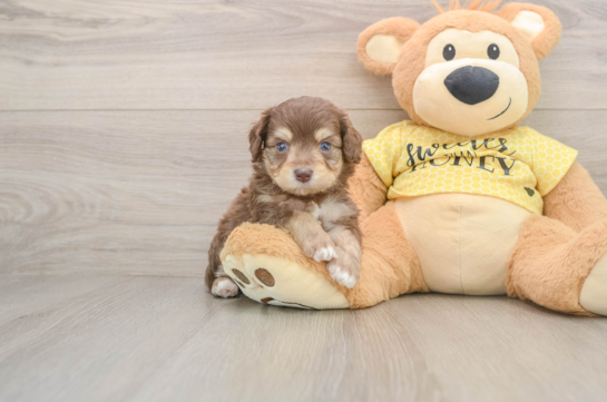 Little Aussiepoo Poodle Mix Puppy