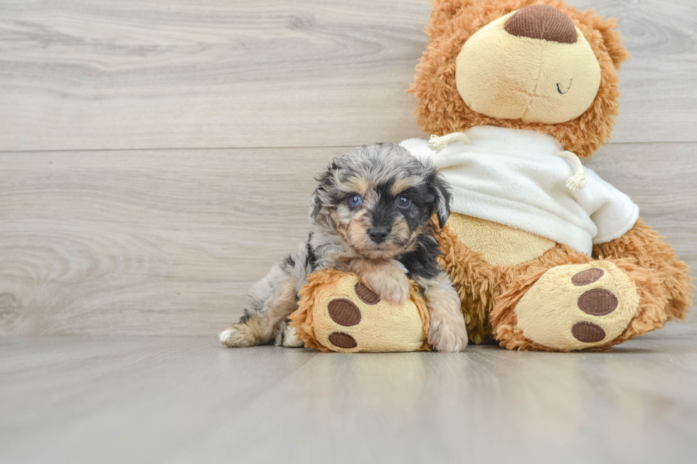 Smart Mini Aussiedoodle Poodle Mix Pup