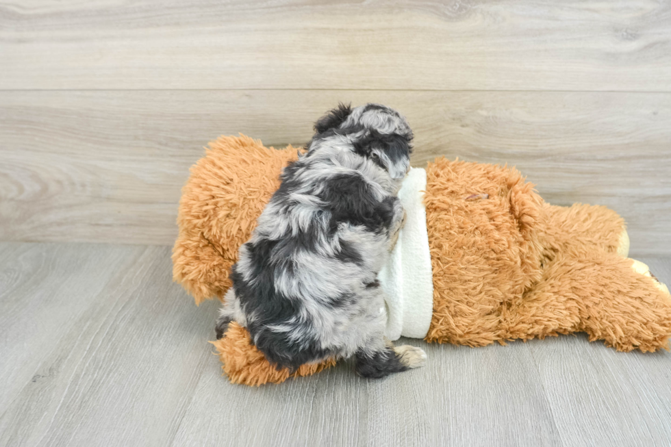 Best Mini Aussiedoodle Baby