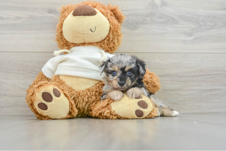 Funny Mini Aussiedoodle Poodle Mix Pup