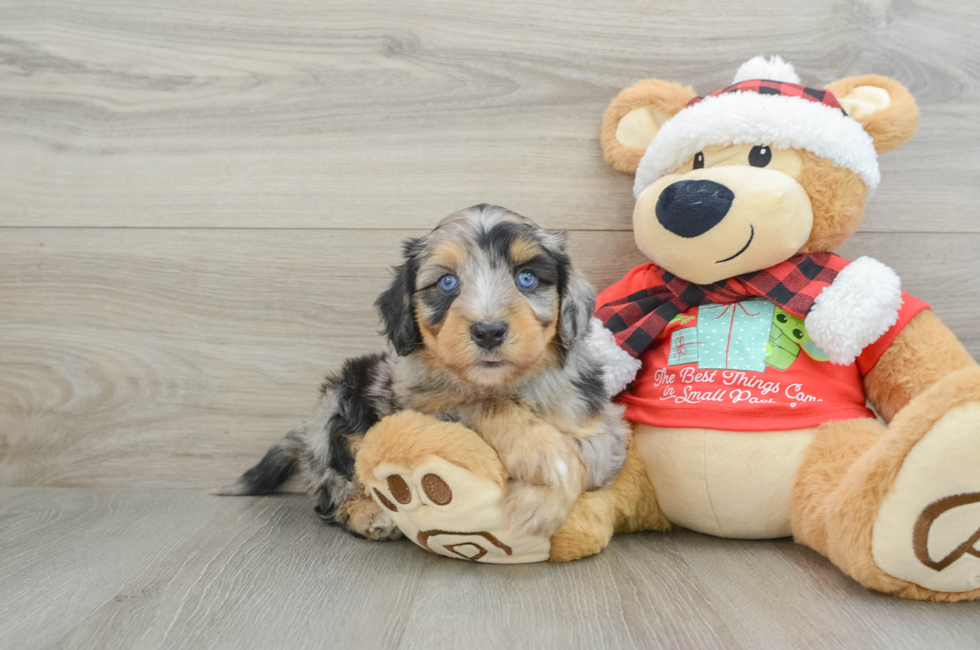 6 week old Mini Aussiedoodle Puppy For Sale - Seaside Pups