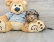 8 week old Mini Aussiedoodle Puppy For Sale - Seaside Pups