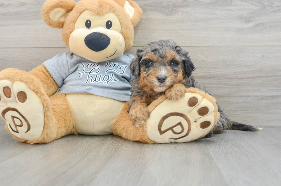 4 week old Mini Aussiedoodle Puppy For Sale - Seaside Pups